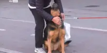 Ddl tutela animali, pene per abbandono e maltrattamenti