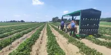 Incidenti sul lavoro, donna muore in azienda agricola nel Ferrarese