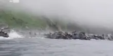 Scossa a Kamchatka, leoni marini si gettano in mare