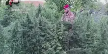 Monti di Stilo, scoperte 850 piante di cannabis