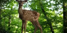 Bambi - Una vita nei boschi, tutto sul film live-action uscito oggi