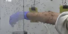 West Nile, 7 nuovi casi registrati in Lazio