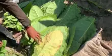 Made in Italy, nasce la filiera italiana del tabacco