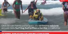 California, oltre 50 cani a Del Mar per la gara di surf