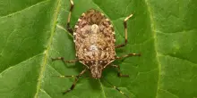 Invasione di cimici asiatiche in autunno, come contrastarle