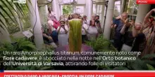 Spettacolo raro a Varsavia: sboccia il fiore cadavere