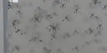Virus West Nile, Ministero della Salute diffonde linee guida