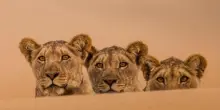 Gran Paradiso Film Festival 2025, vince Lions of the Skeleton Coast