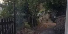 Stromboli, è allarme capre a Ginostra