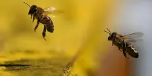 Calabroni, vespe e api: come comportarsi in caso di punture