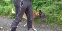 Donna scomparsa, ritrovato senza vita il corpo di Denisa