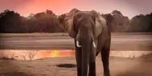 Giornata mondiale degli elefanti, le curiosità da sapere. FOTO