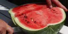 Frutta e verdura di stagione: la lista completa di agosto