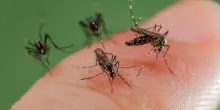 Punture di insetti: come riconoscerle, curarle e prevenirle d’estate