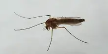 Virus West Nile, Schillaci: 'Situazione sotto controllo'