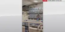 Usa, mucca in fuga su gradinate durante asta bestiame