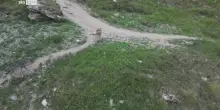 Valle d'Aosta, le immagini dei lupi in val di Rhêmes
