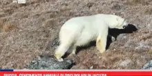 Russia, censimento annuale di orsi polari in Jacuzia