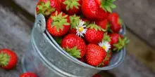 Fiere e sagre di primavera, le più belle da visitare a maggio