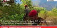 Calabria, sequestrata maxi piantagione di marijuana