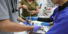 Aosta, tac al gatto in ospedale: quattro indagati