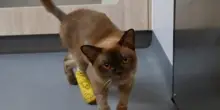 Pablo, il gatto australiano sopravvissuto ad un lavaggio di 55 minuti