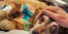 Giornata Mondiale contro la crudeltà sugli animali