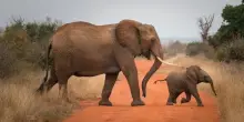 Zambia, due turiste calpestate da un elefante durante un safari