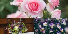 Festa della mamma, un italiano su due regala piante e fiori