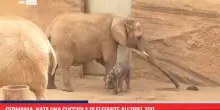 Germania, nata una cucciola di elefante all'Opel Zoo