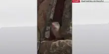 Roma, topo al ristorante con vista Colosseo: il video viral