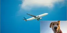 Cani e gatti in aereo, anche i più grandi potranno viaggiare in cabina