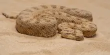 San Marino, detiene illegalmente vipera della sabbia: multato 30enne