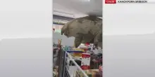Thailandia, elefante entra in minimarket e mangia snack