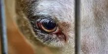 Nel napoletano un uomo trascina il cane in bici per 6 km: denunciato