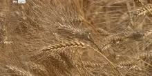 Dal 27 al 29 luglio ad Addis Abeba il secondo vertice sui sistemi alimentari dell'Onu