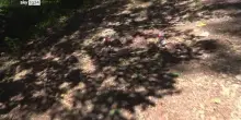 Morta nel bosco, autopsia sul corpo di Franka Ludwig
