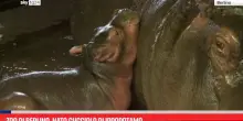 Zoo di Berlino, nato cucciolo di ippopotamo