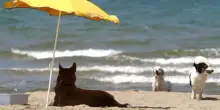 Vacanze, estate al mare con il proprio cane: ecco come comportarsi
