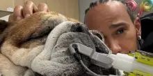 F1, Hamilton in ansia per la salute del suo cane: salta test Mugello