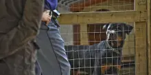 Roma, due fratellini aggrediti dal rottweiler della nonna: sono gravi