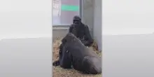 Zoosafari di Fasano, nasce cucciolo di gorilla dopo 50 anni