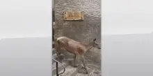 L'Aquila, femmina di cervo gira per le vie di Villalago