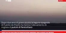 Pulcini di fenicottero ripopolano Fuente de Piedra