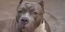Lascia il cane chiuso in garage e va in vacanza: trovato morto