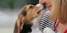 Bonus animali domestici per over 65: a chi spetta e come fare domanda