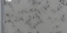 West Nile, terza vittima nel Lazio
