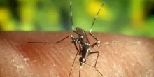 West Nile, aumentano contagi nel Lazio: rafforzate misure prevenzione