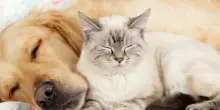Bonus 2025 cani e gatti, ecco chi può richiederlo