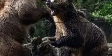 Nel 2024 in Trentino sono nati almeno 26 cuccioli di orso